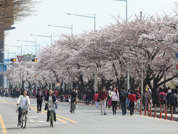 韩国景点 景点列表 永登浦汝矣岛春花节汉江是横贯首尔东西方向的一条