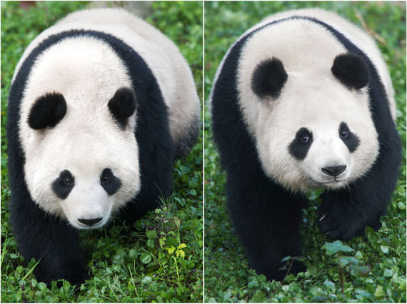 习近平决定租借给韩国的熊猫下月来韩