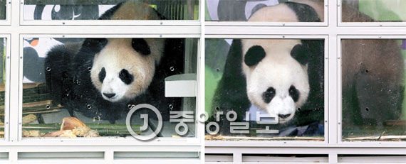 中国熊猫顺利抵达韩国