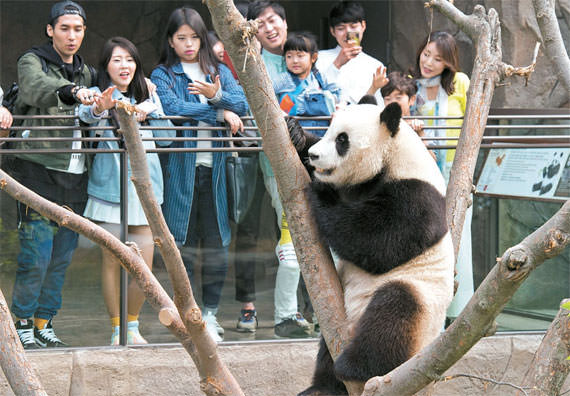 来自中国的熊猫