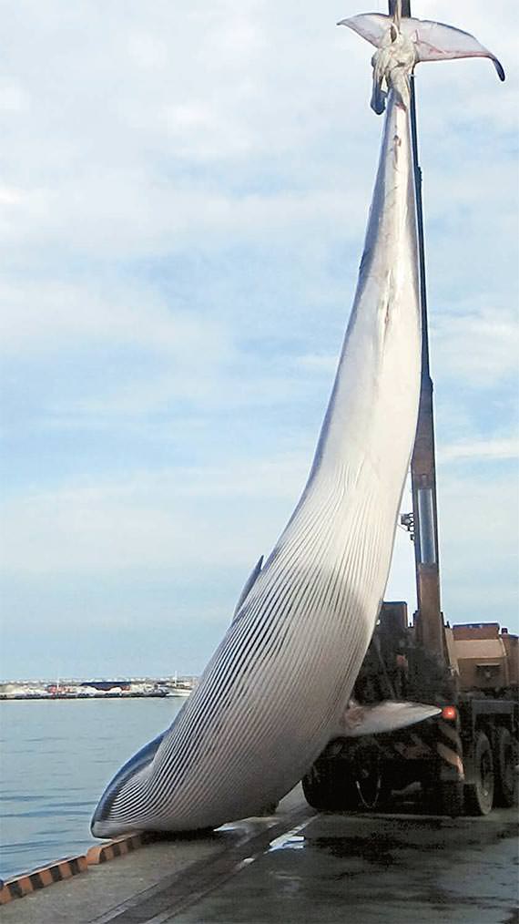 身长11米的露脊鲸卖价3亿韩元