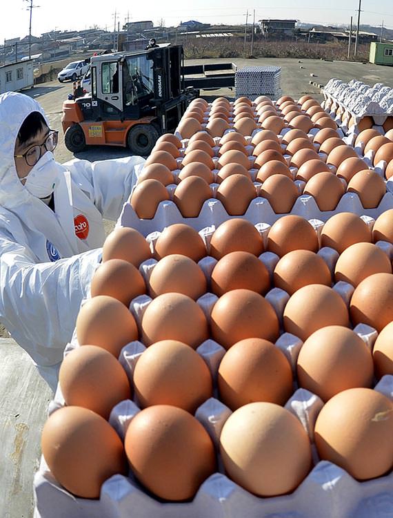 韩国现“鸡蛋荒” 政府采取紧急对策