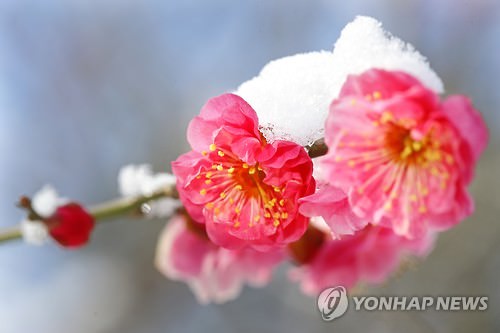 雪压花枝