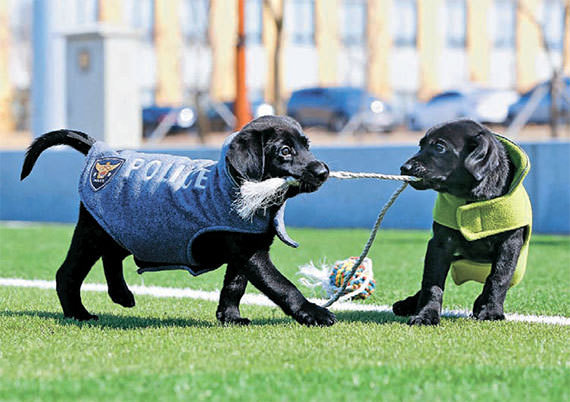 韩国拟使用两只克隆犬搜索爆炸物