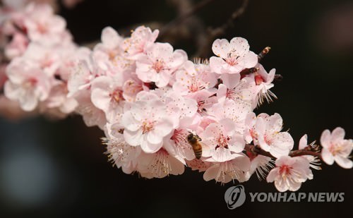 樱花绽放