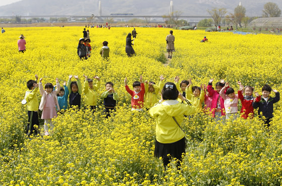 琴湖江河中岛油菜花田“换新衣”