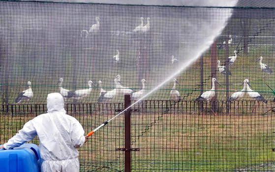 韩国禽流感发病区域扩大到10个市、郡