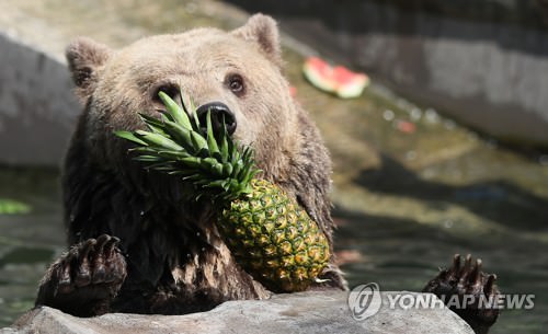 棕熊吃水果消暑