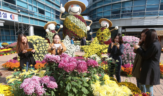 釜山市举办菊花文化节