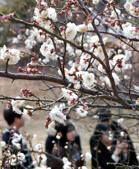 韩国气温逐渐回暖 梅花吐蕾