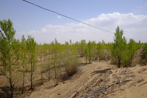 韩国拟在中国库布齐沙漠种40万棵树