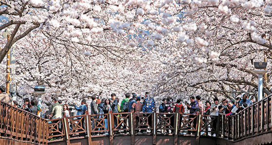 4月1日-10日将在庆尚南道昌原镇海区举行的军港祭是韩国最具代表性的樱花庆典。[中央照片库]