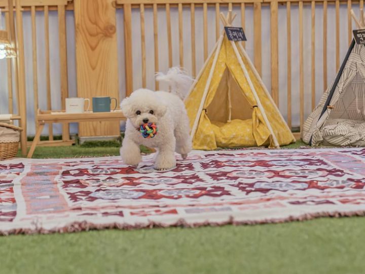 Gyeongju Papaya Aegyeondongban Pension