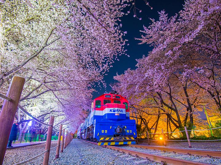 鎮海軍港節櫻花慶典一日遊（日櫻&夜櫻、釜山出發）