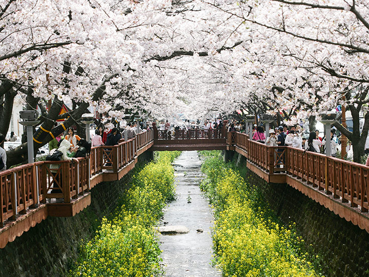 Jinhae Cherry Blossom Festival Tour【Depart from Busan】