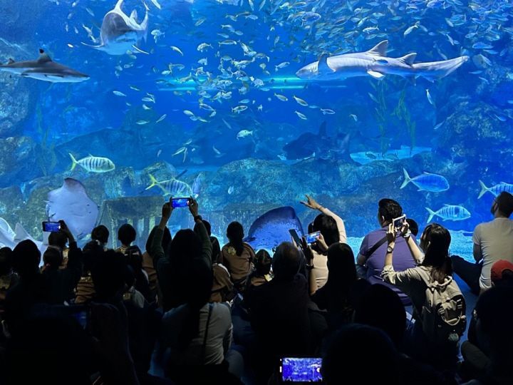 COEX Aquarium Admission Ticket