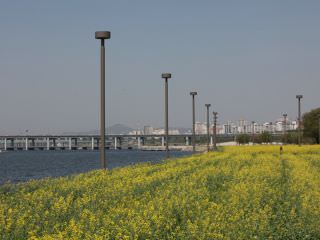 又名“油菜花岛”