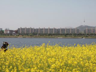每年5月，岛上开满黄澄澄的油菜花