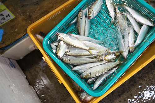 鲱鱼