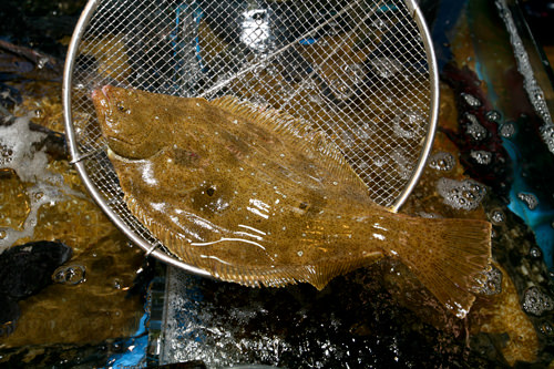 1. 在市场选鱼
找到想吃的鱼后跟老板杀价(价格便宜的鱼一般都不能再杀价了)。记者采访时,这么大的比目鱼大概要20,000韩元。