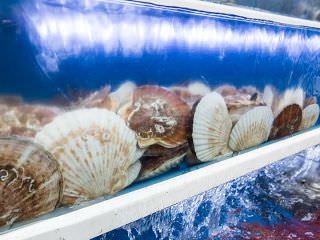 鱼缸里新鲜的海鲜