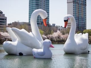2017年春季限期展示的“浪漫白天鹅”