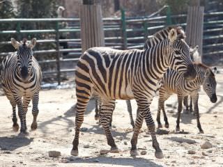 首尔大公园 首尔动物园 照片 韩国京畿道景点 韩国旅游网 韩巢网