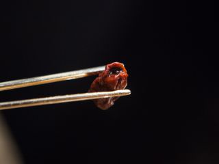 排骨汤里还有大枣