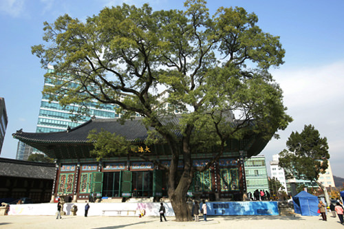 大雄殿前雄壮的大槐树