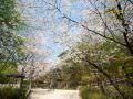 自然风景秀丽的公园，春天樱花绽放，是首尔赏樱胜地