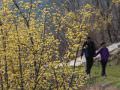 求礼的山茱萸产量是韩国全国的6分之一