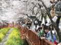 不仅韩国人就连世界各国的游客都赶来赏樱