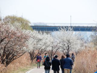春天，首尔可以赏梅的地方“河东梅子街”