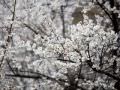 冰雪林中着此身，不与桃李混芳尘
