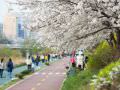 首尔当地居民综合那个口耳相传的樱花名所
