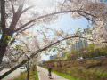 每年4月樱花盛开，是首尔赏樱胜地