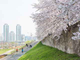 一到春天，安养川就开满樱花