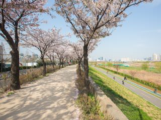 从安养市流入首尔西部的“安养川”