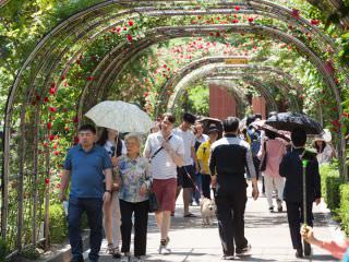 首尔玫瑰庆典最大看点“玫瑰隧道”