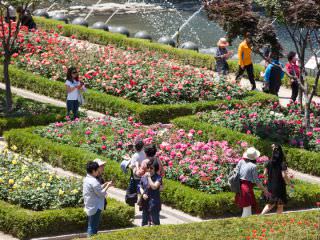 五颜六色，品种多多的玫瑰竞相开放