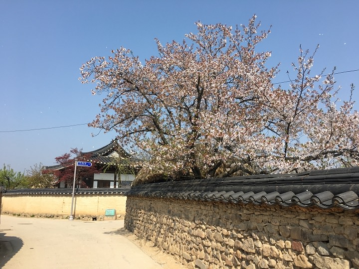 满园春花,生机勃勃