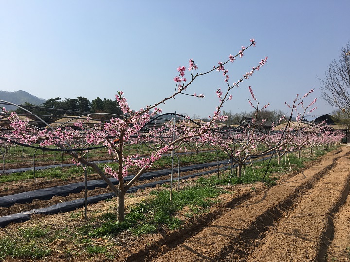 春日桃花,欣欣向荣