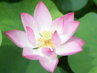 “首尔莲花文化庆典”能体验各种丰富的活动，还有演出表演