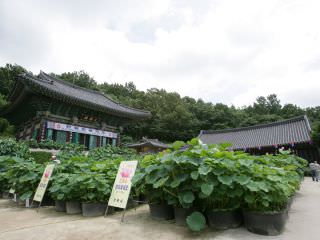 奉元寺6月6日举行“灵山斋” 、7月末举办“首尔莲花文化庆典”