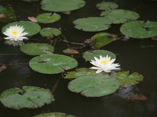 象征佛教的莲花盛开了