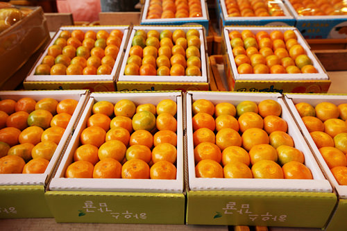 济州岛特产柑橘