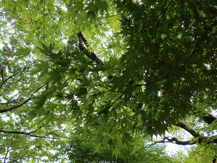 看起来像是枫叶的树