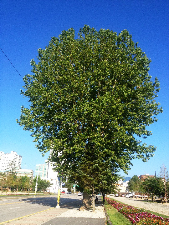 一棵看似有历史有故事的大树