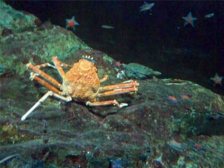 哇~好可口帝王蟹