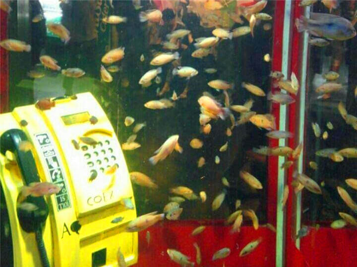 虾米~住在电话亭鱼儿